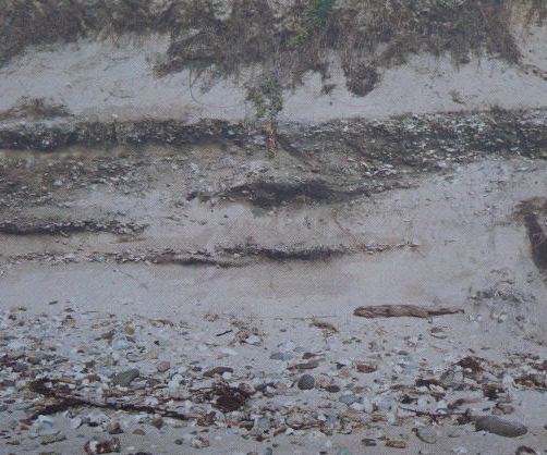 Shell midden, southern side of Sydney